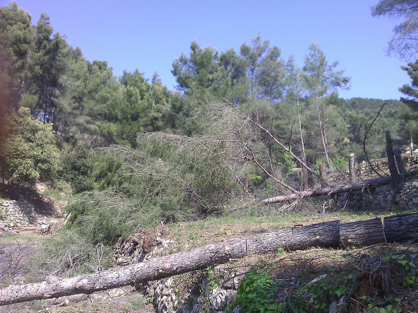 Abattage d'un pin par Azur Provence Paysage à Ollioules