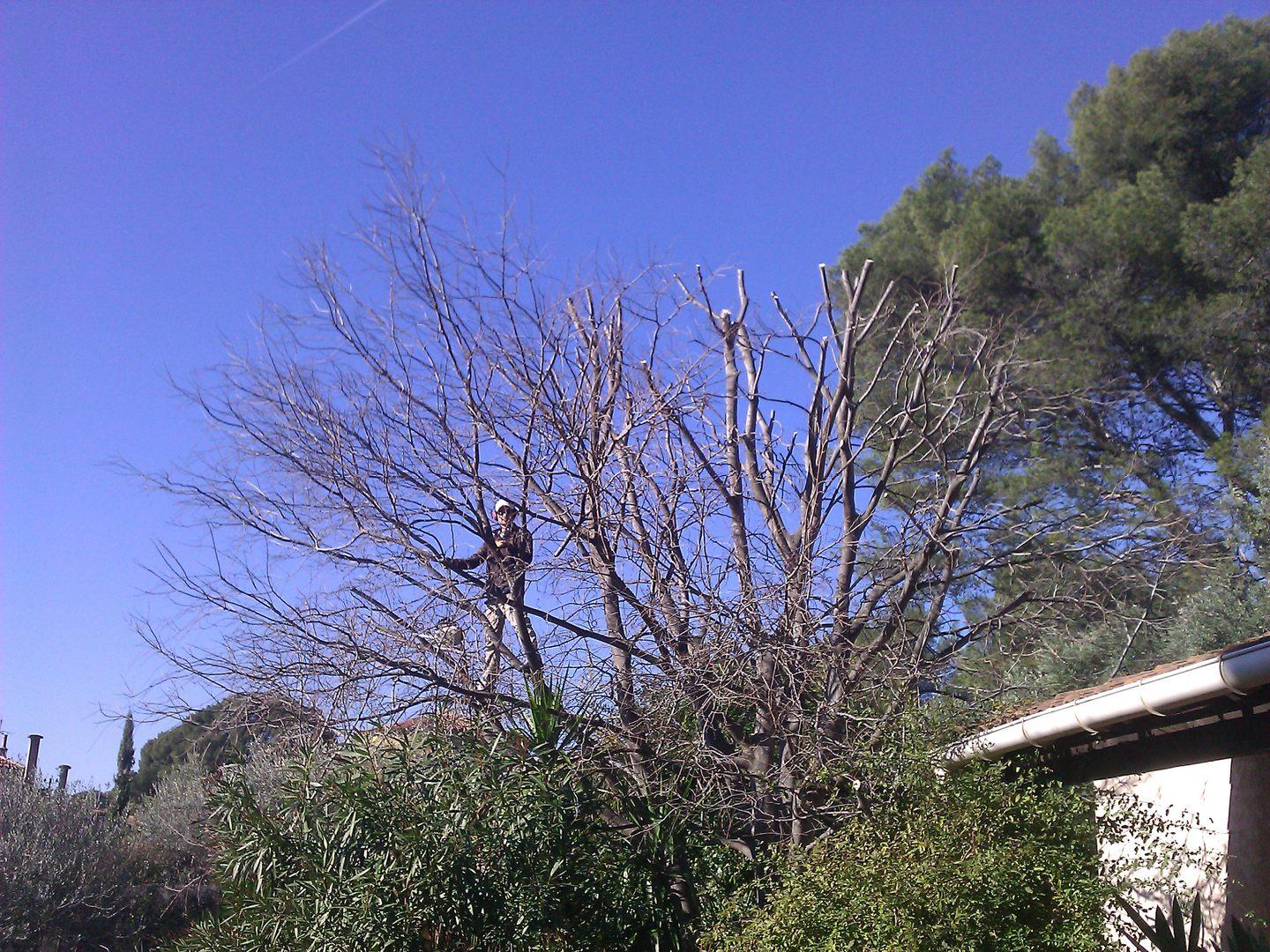 Taille d'un arbre d'ornement