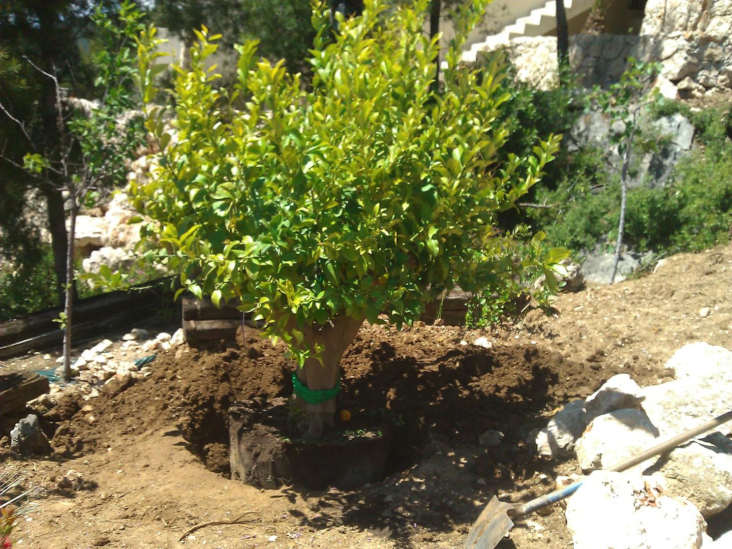 Plantation de gros sujet