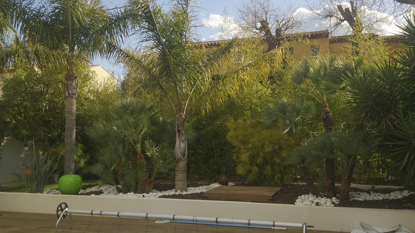 Masse de plantes tropical sanary sur mer