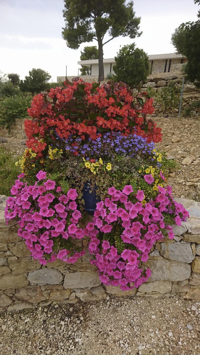 Potée fleurie Bandol