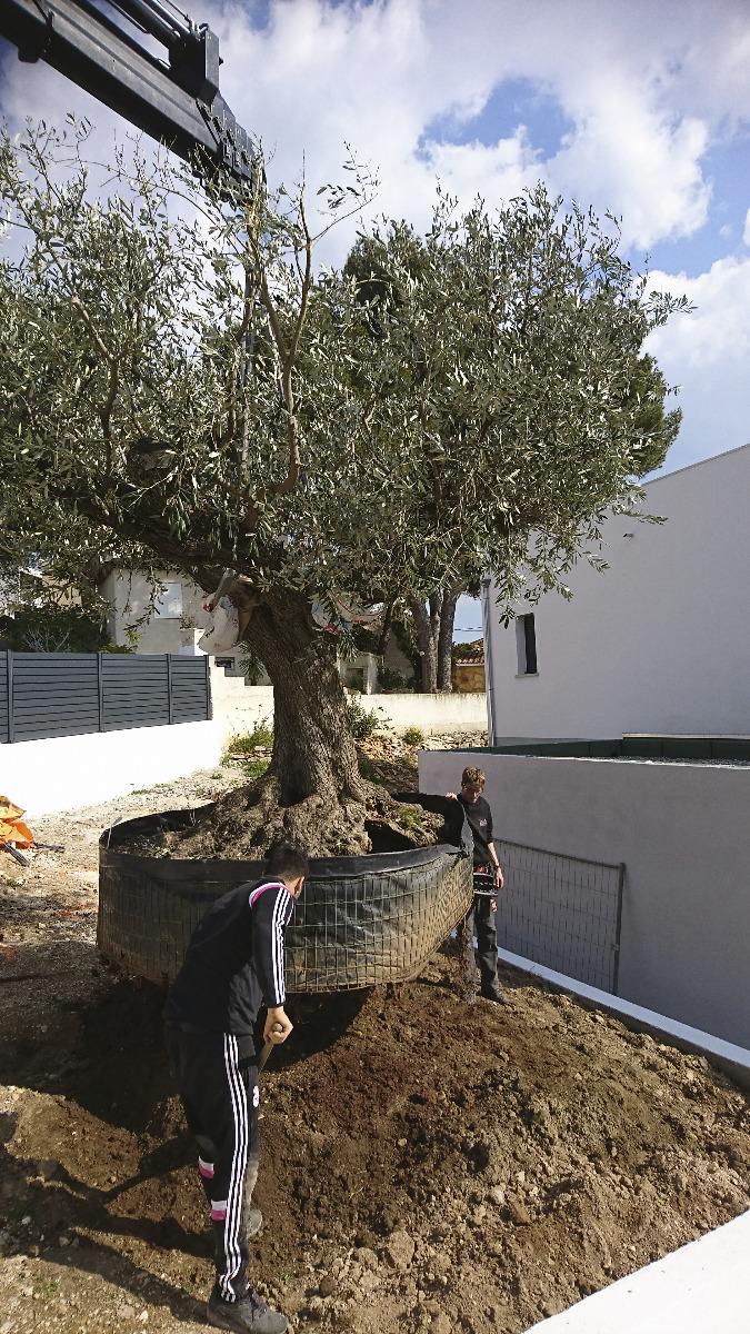 plantation gros sujet olivier au camion grue