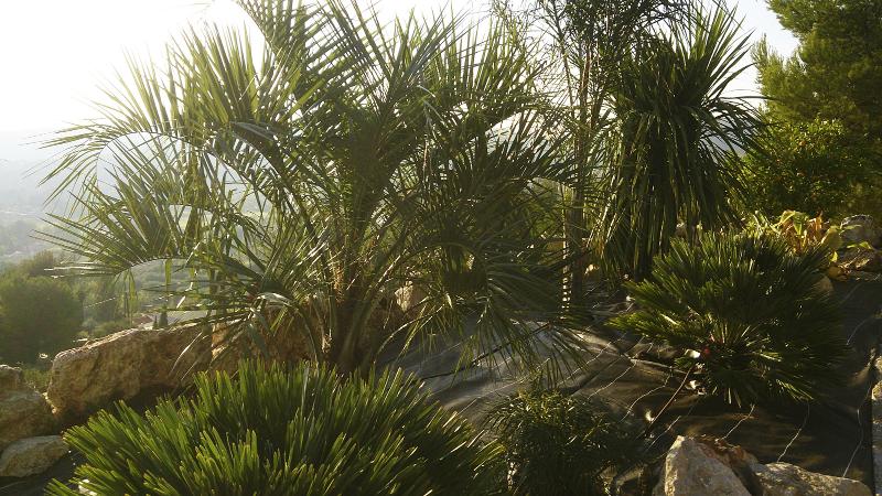 Massif plantes tropicale ollioules