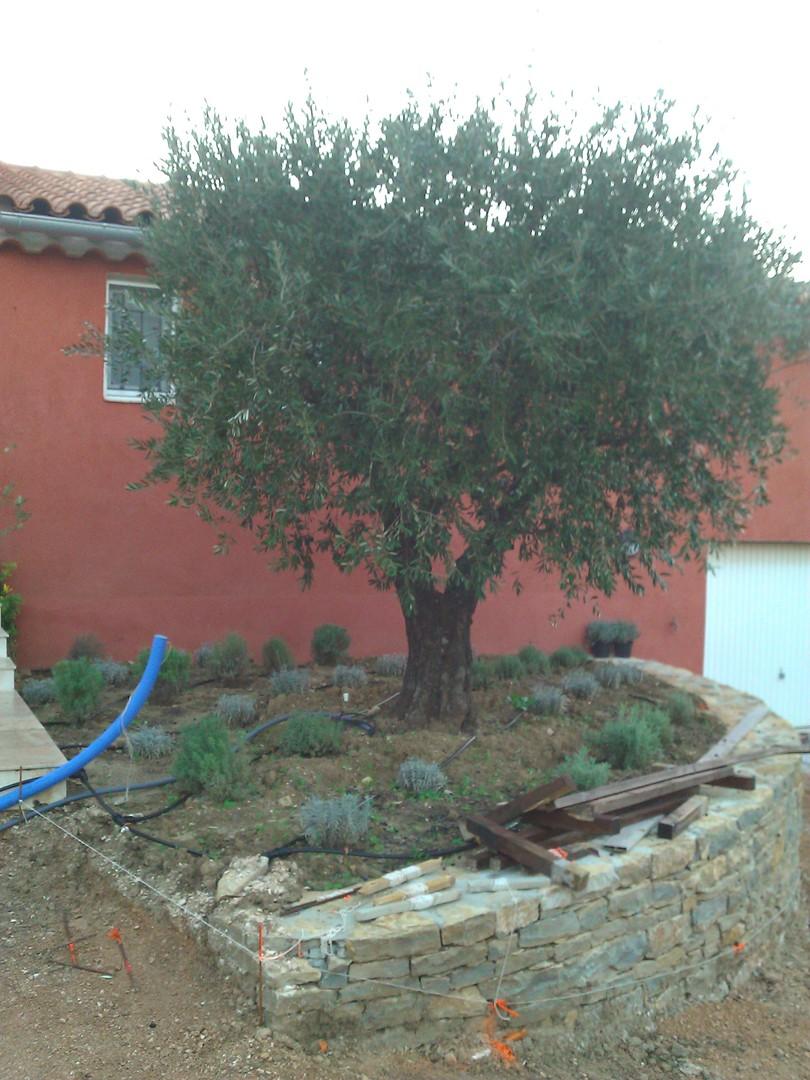 Plantation de gros sujets