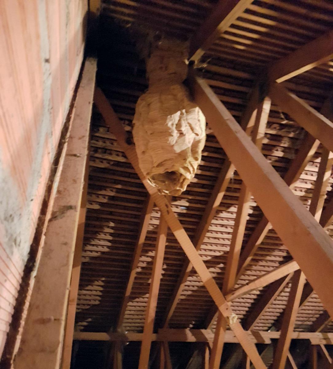 destruction nid de guêpes