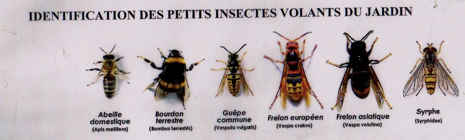 Identification des insectes dans nos jardins