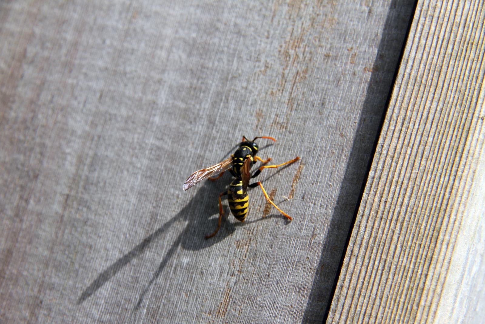 Eradication des guêpes