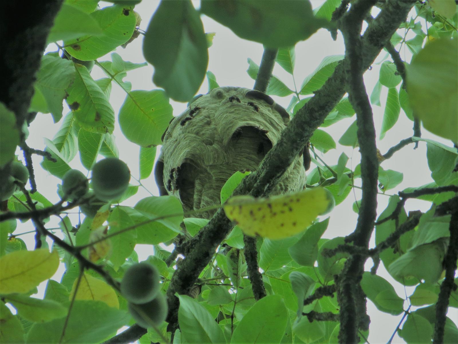 nid guêpes arbre