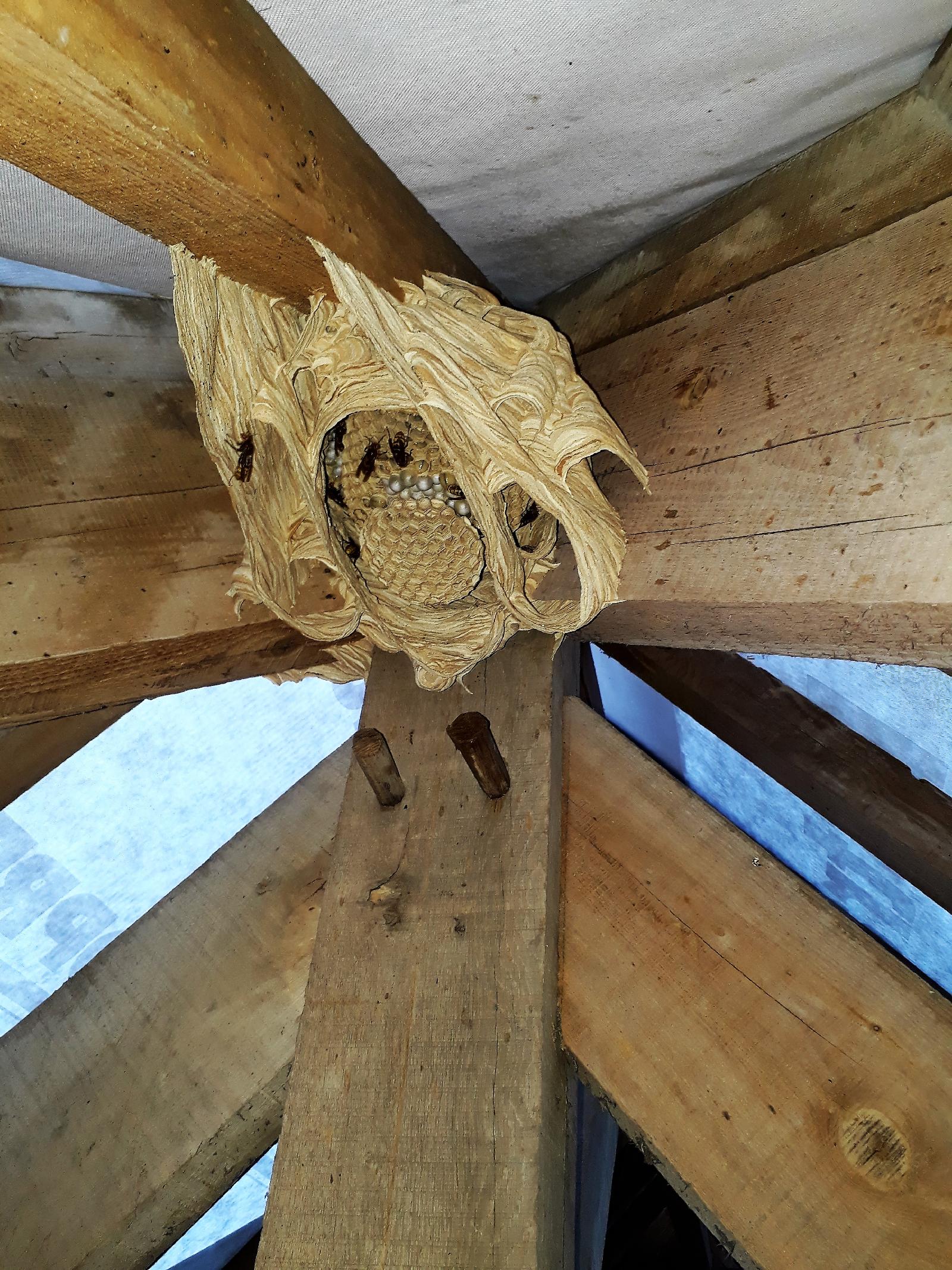 Nids de guêpes et frelons