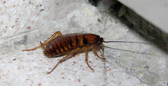 Désinsectisation - cafards