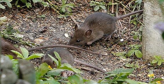 Elimination des rats