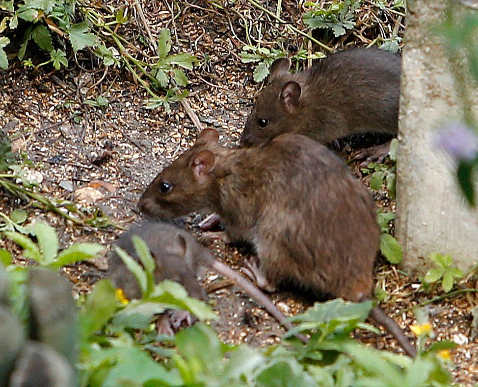 Dératisation par Nuisibles 60