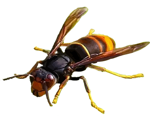 Chenilles processionnaires