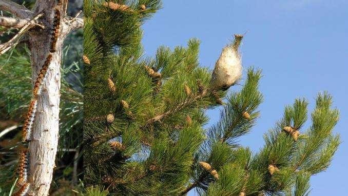 Chenilles processionnaires