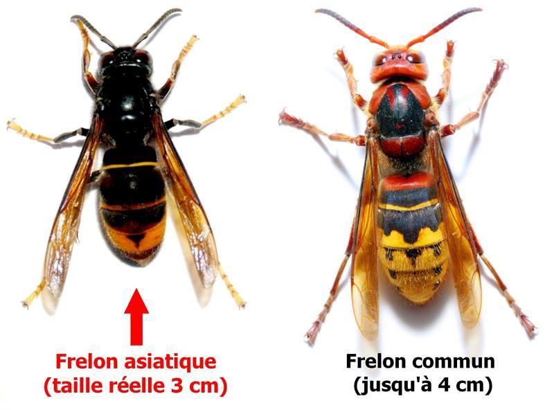 frelon commun et frelon asiatique