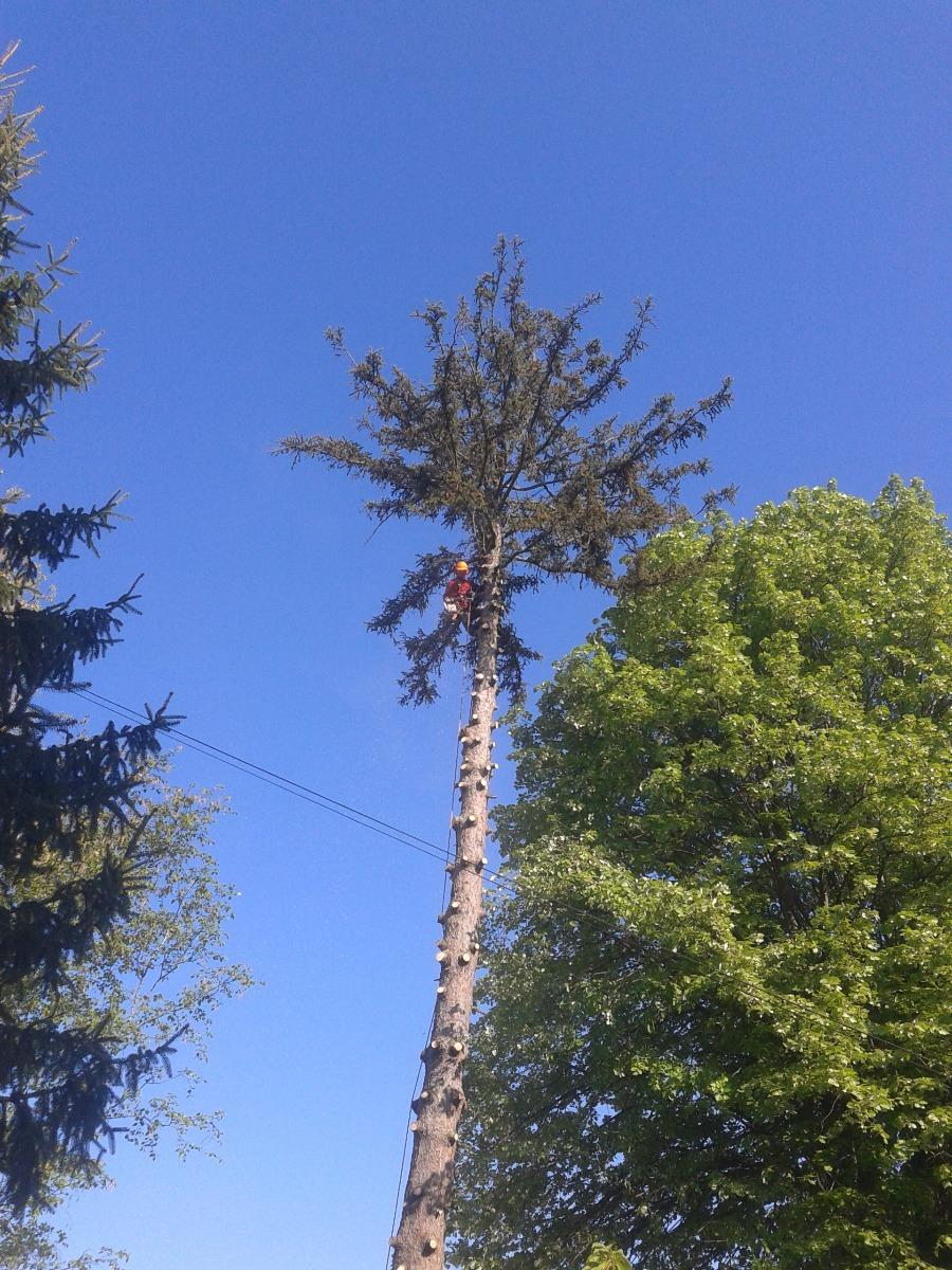 Abattage et démontage d'un gros sapin coter maison