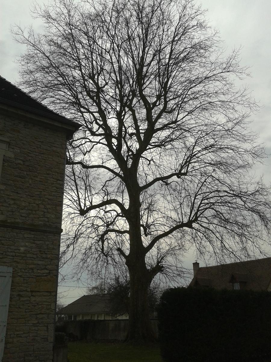 taille de réduction sur corde d'un grand platane