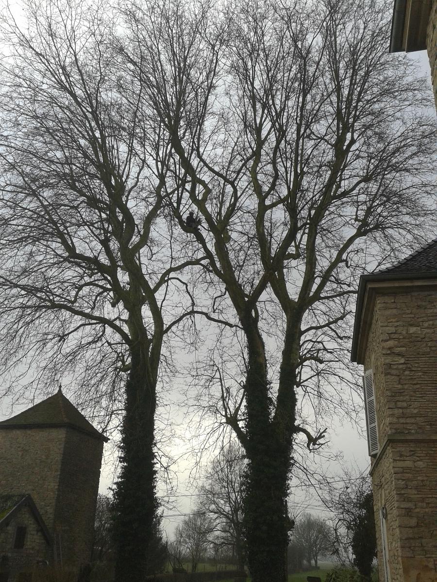 taille de réduction de deux platanes