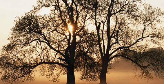 Dimier Chantal La Talaudière - Psychologues