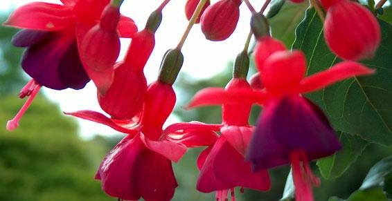 Thérapie individuelle et de groupe