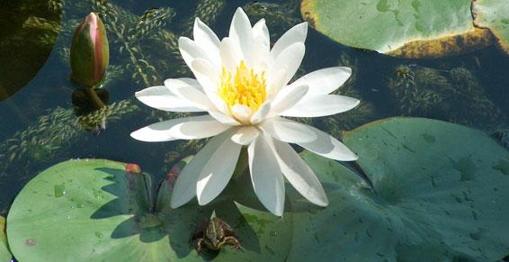 Psychologue - 42 Saint Etienne