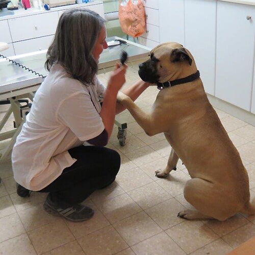 אודות המרפאה