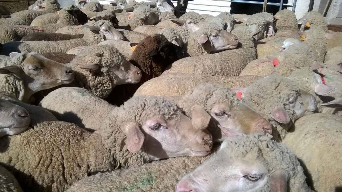 Lingua Azul . Febre Catarral - Veterinários em Aljustrel