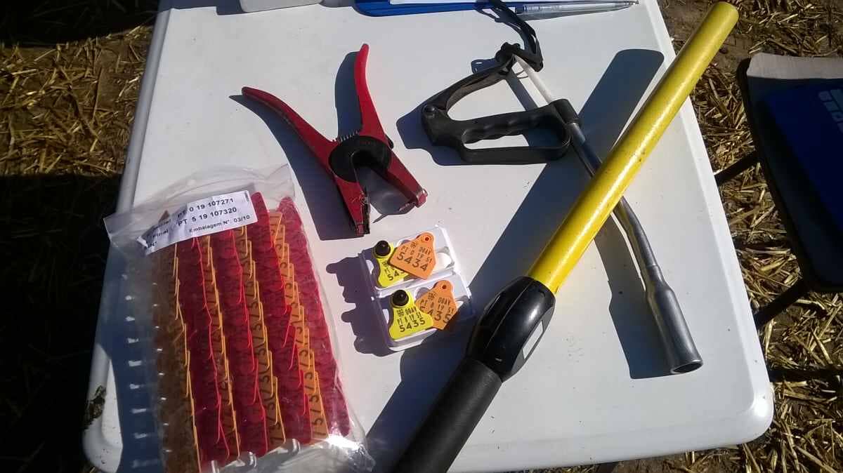 Identificação animal