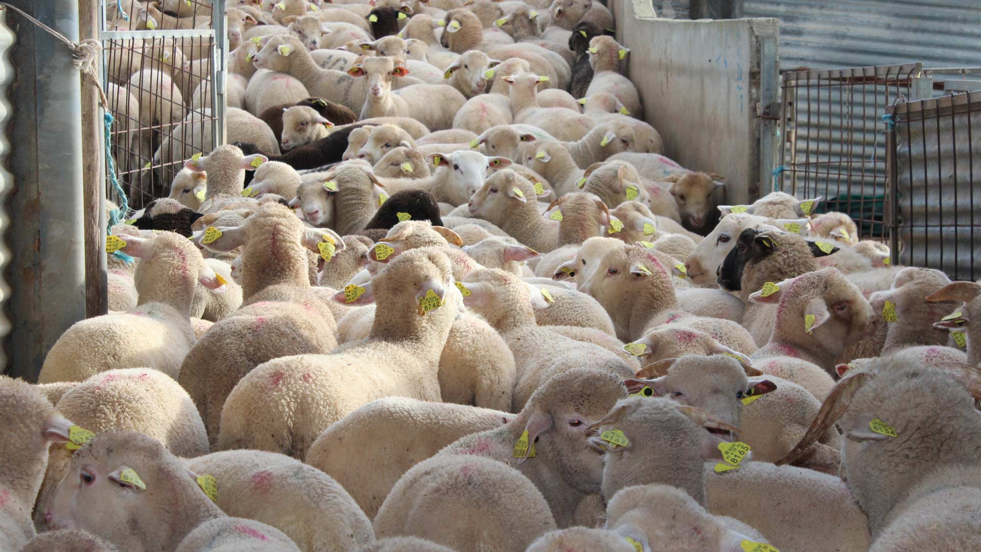 exportação de animais