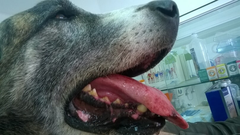 Cão com lingua inchada pela Lagarta do Pinheiro - Veterinário SóPatas em Aljustrel