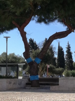 Controlo da Lagarta do Pinheiro - Aljustrel