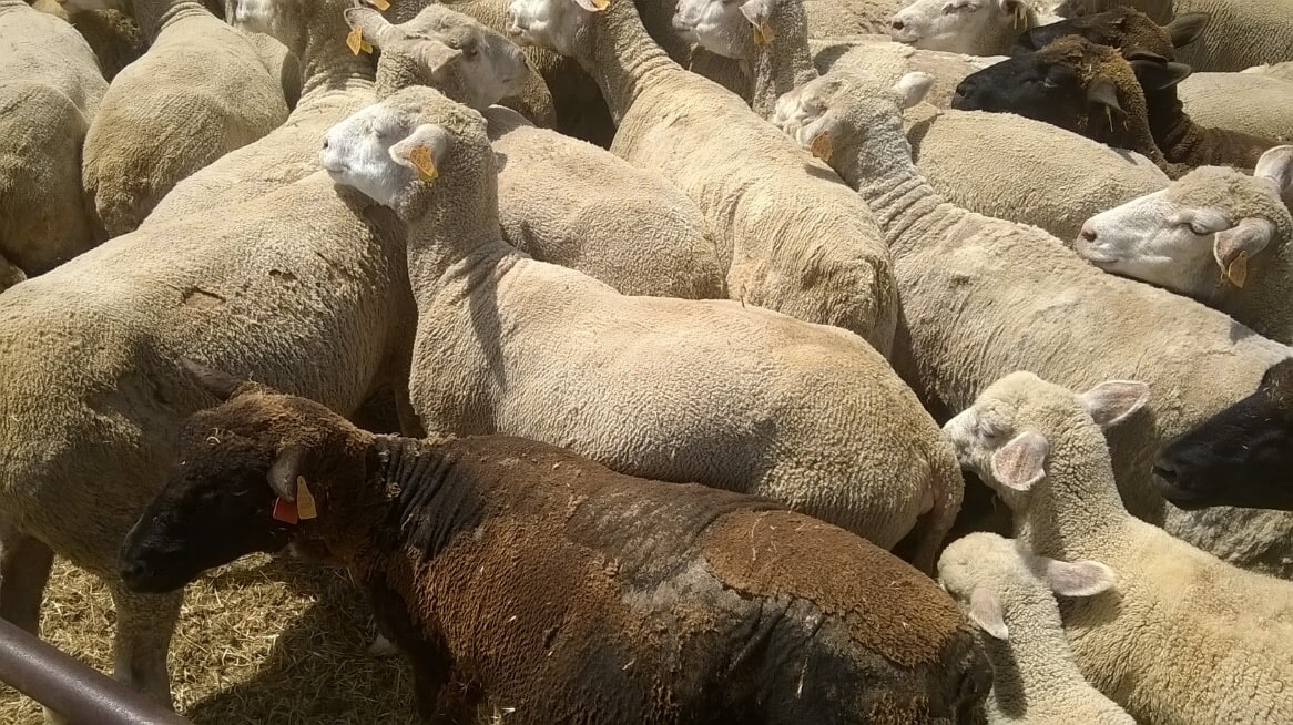 Ronha dos Ovinos - Sarna Psoróptica - Veterinário Aljustrel