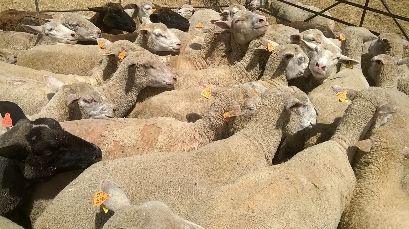 Ronha dos Ovinos - Sarna Psoróptica - Veterinário SóPatas em Aljustrel