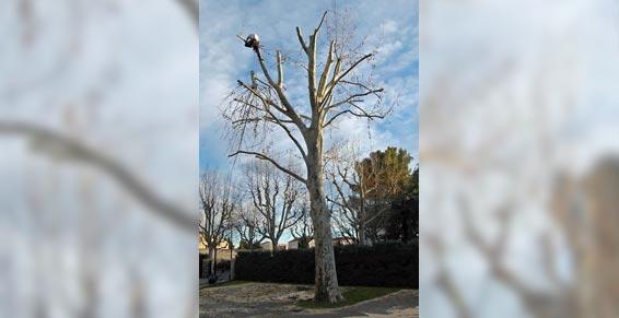 élagage abattage - élagage en toute sécurité