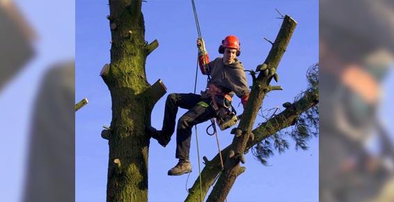 élagage abattage - élagage