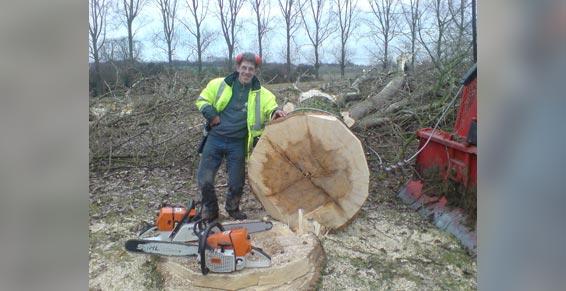 elagage abattage - abattage