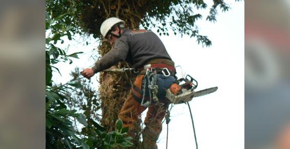 elagage abattage - élagage