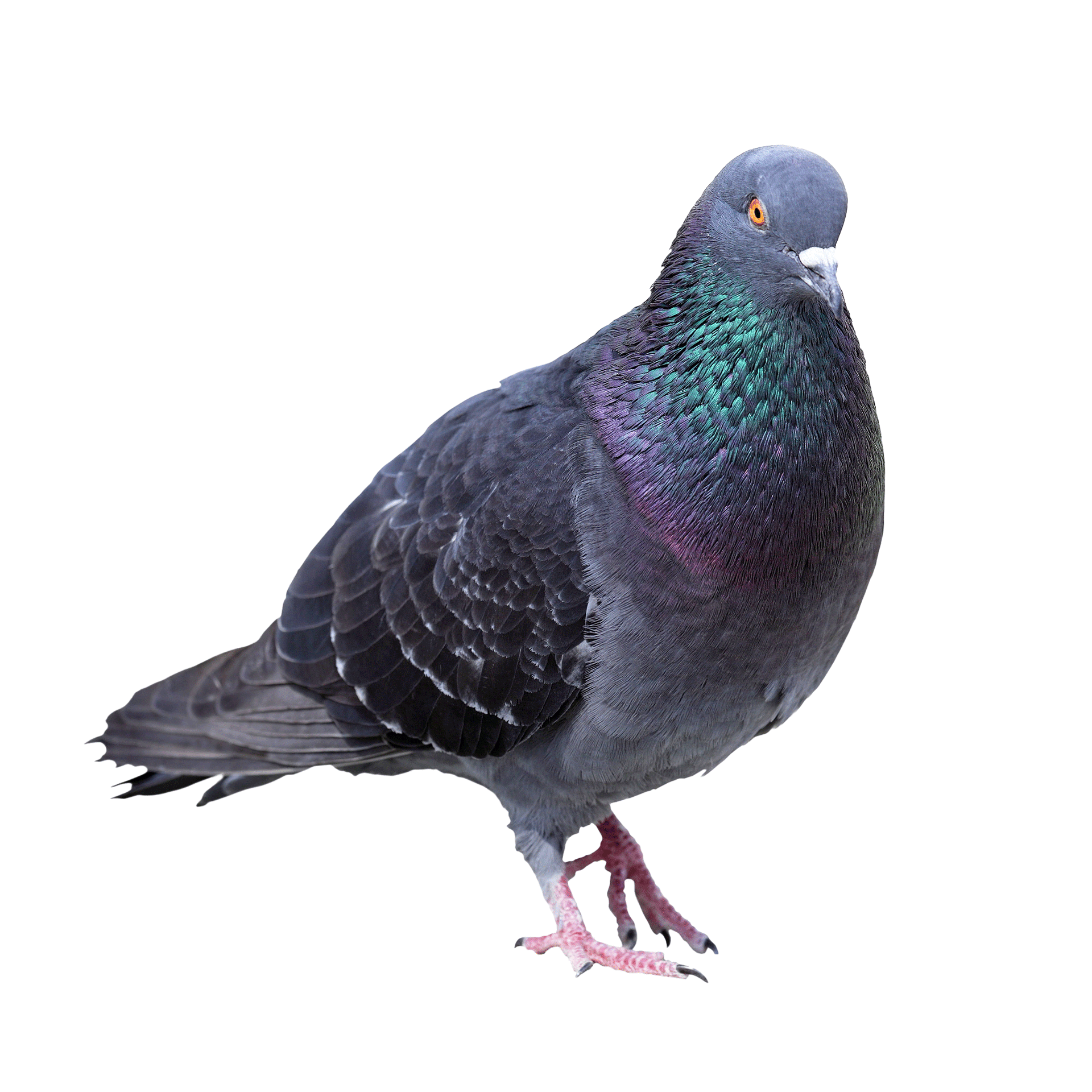 Pigeon détouré