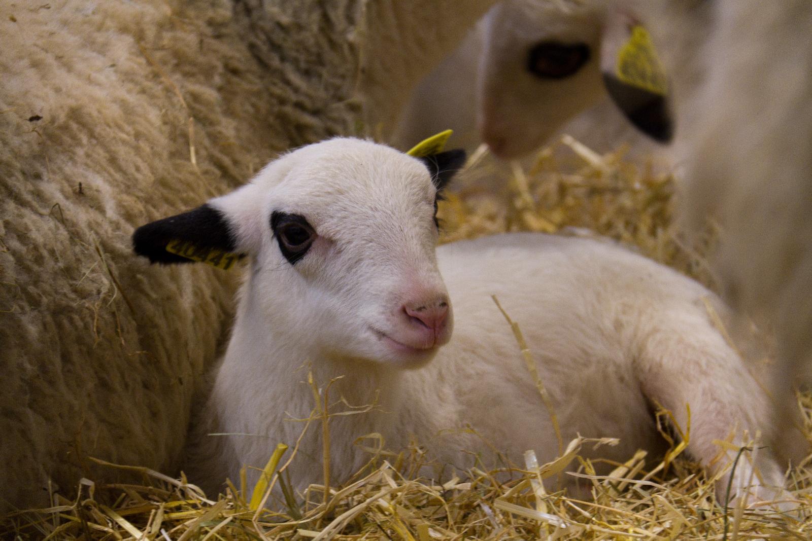 Son bien-être est notre priorité