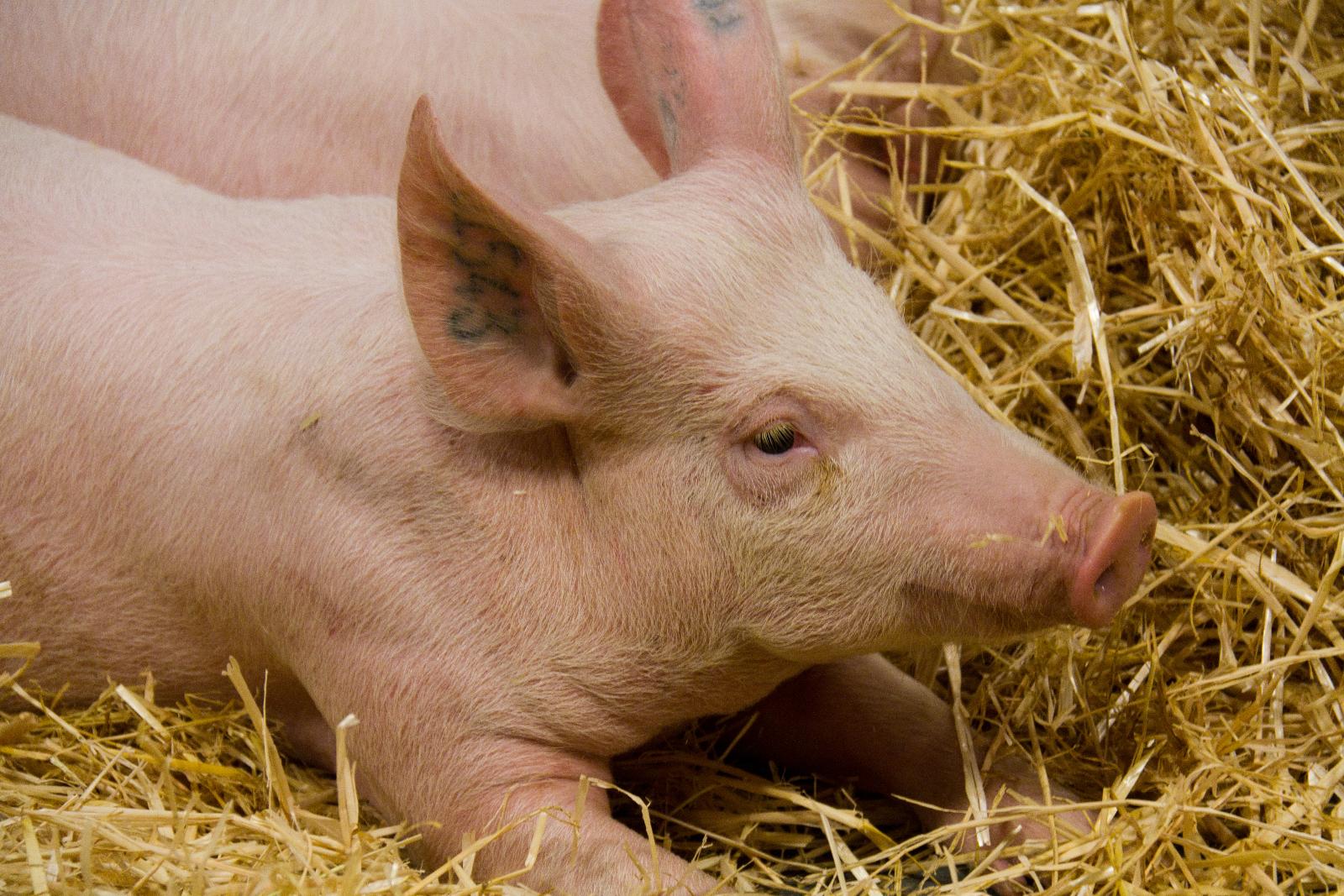 Des porcelets à transporter