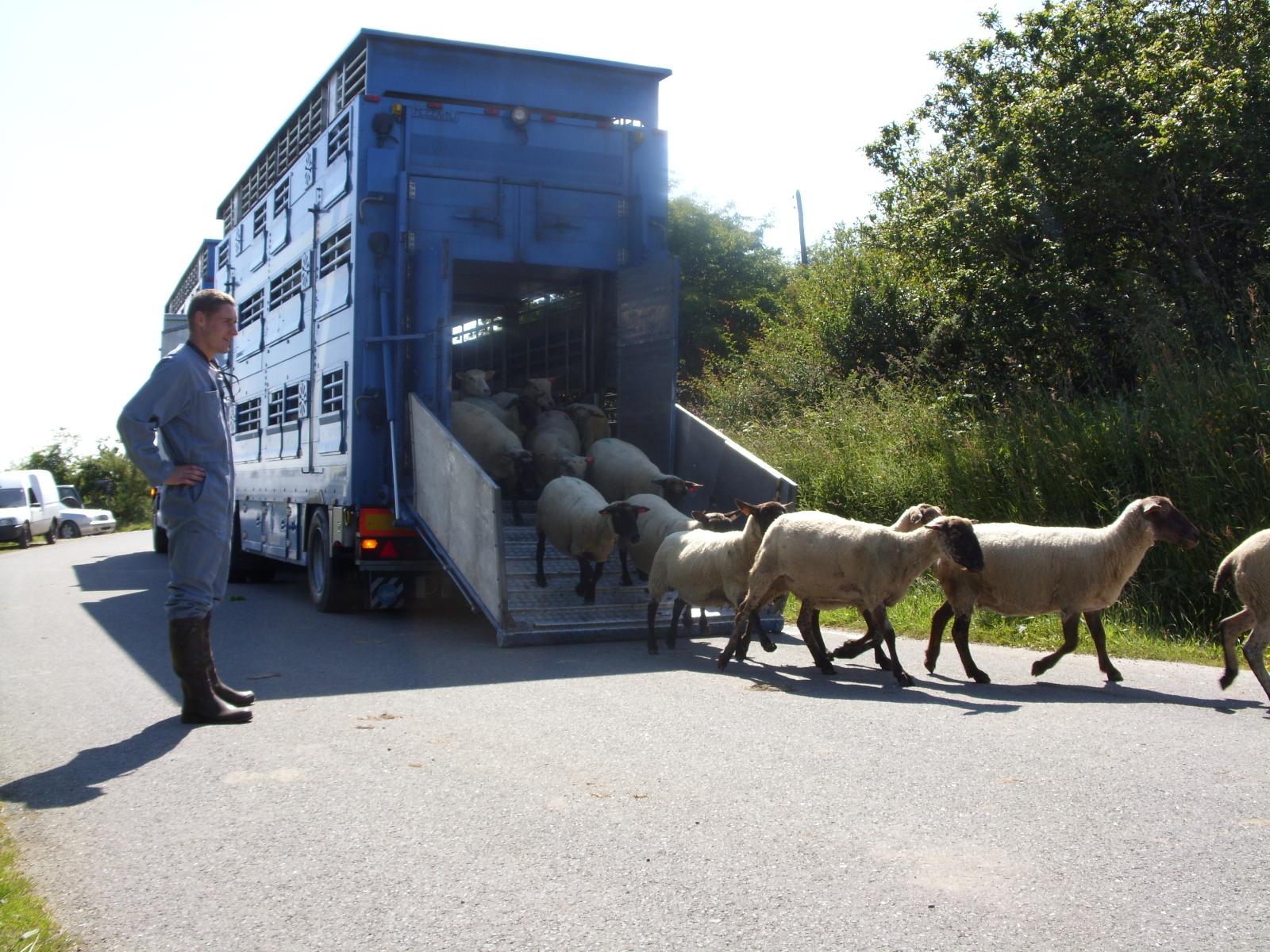 Transport d'animaux vivants