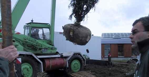 paysagiste - arbre Hermès