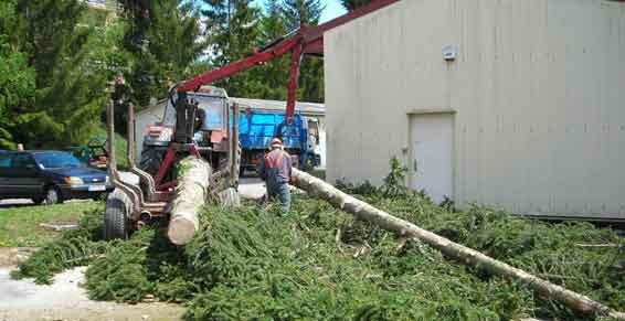 elagage abattage - Abattage arbres DRB