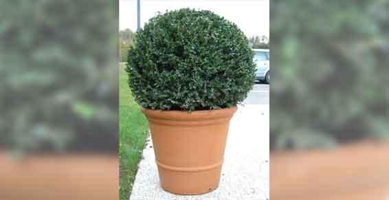 elagage abattage - arbres