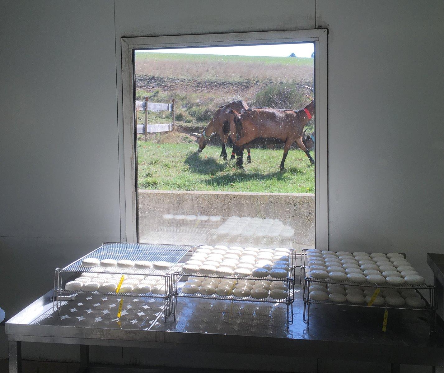 Photo de fromages devant une fenêtre