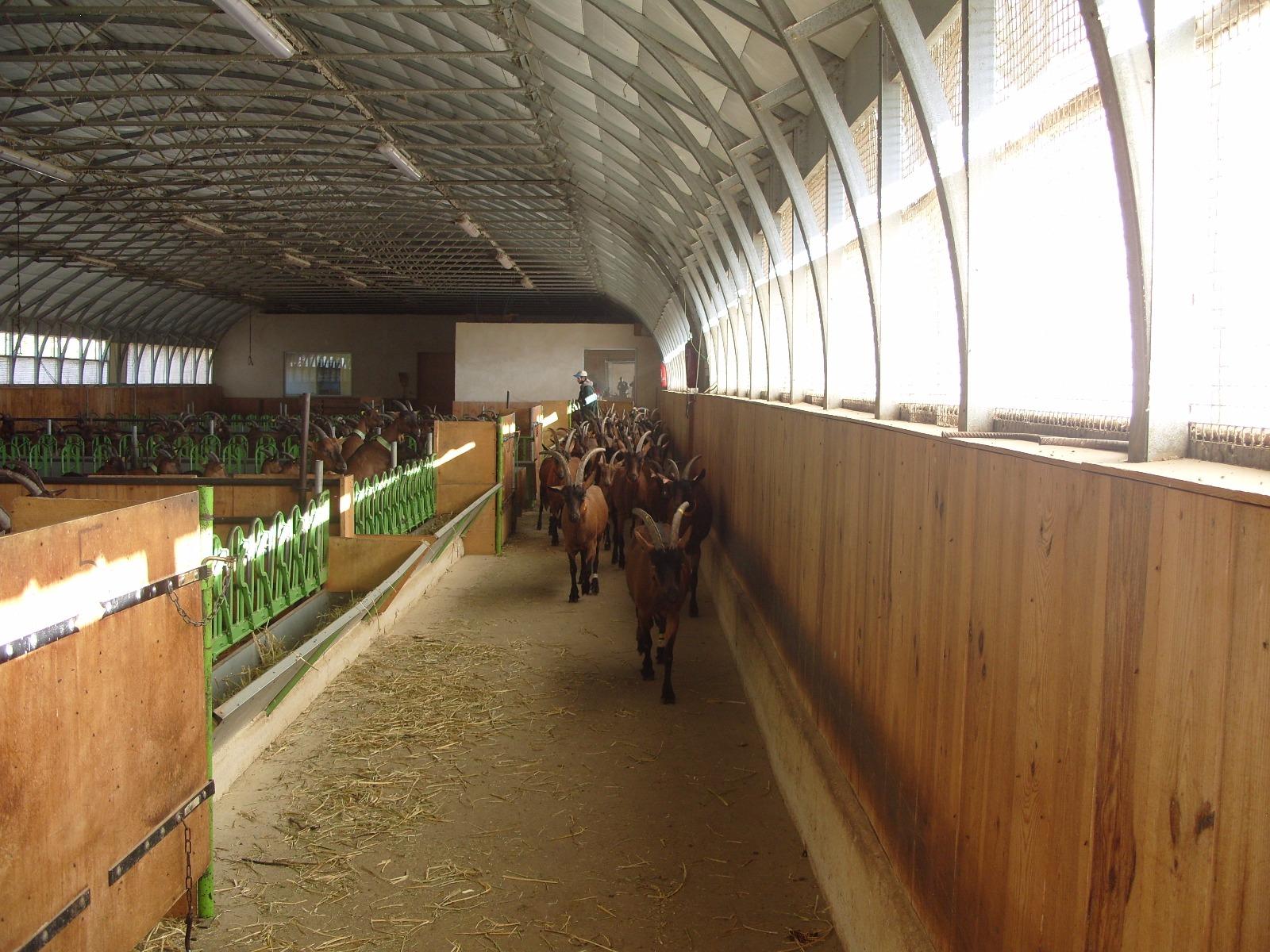 Photo de plusieurs chèvres rentrant dans un bâtiment