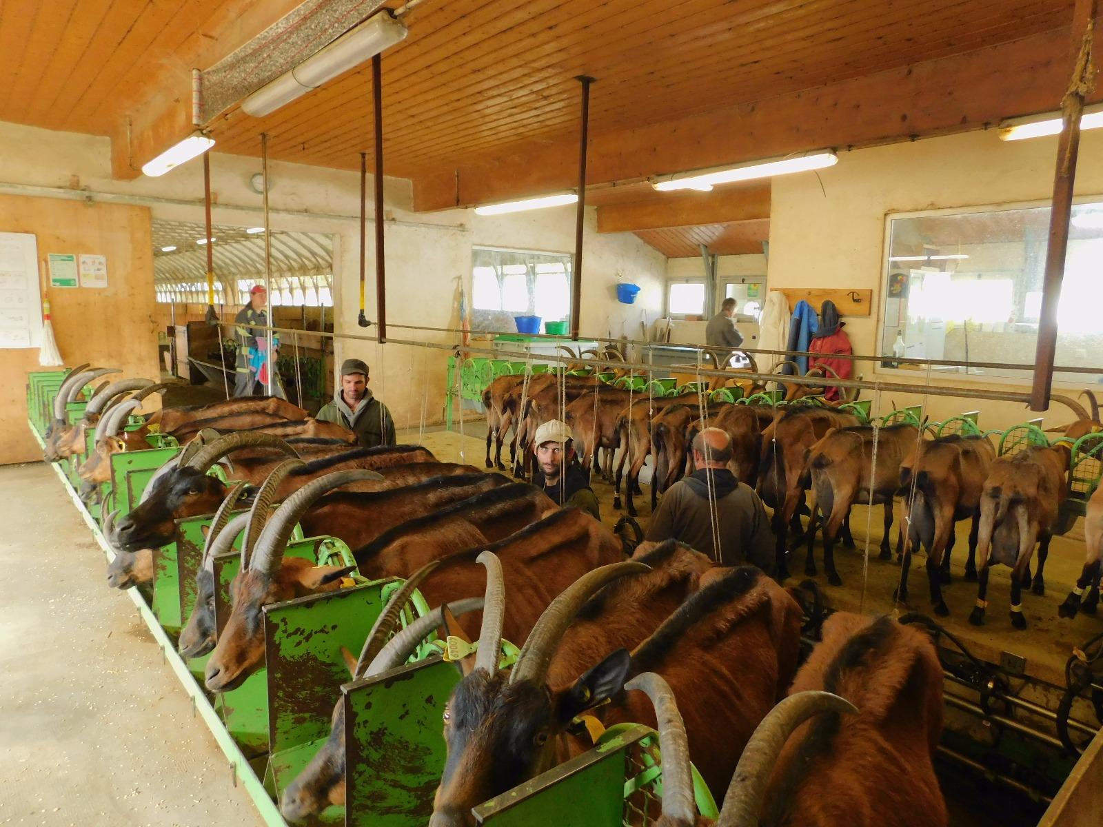 Photo de chèvres en train de manger 