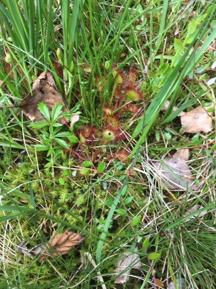 Naturschutzverein Ebnat-Kappel und Nesslau