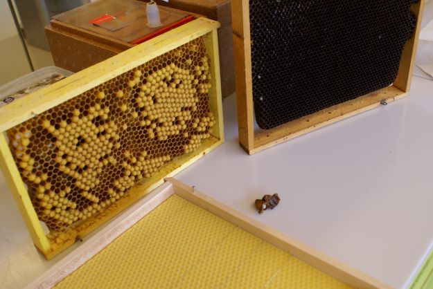 Naturschutzverein Ebnat-Kappel und NesslauNaturschutzverein Ebnat-Kappel und Nesslau