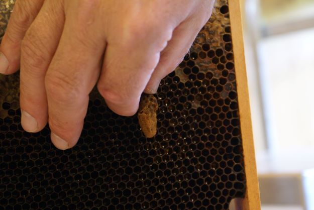 Naturschutzverein Ebnat-Kappel und Nesslau